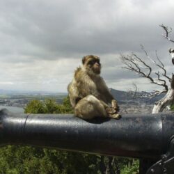 Gibraltar. En busca de una respuesta a un reto permanente e injustificado.    CN, r Fernandez Diz